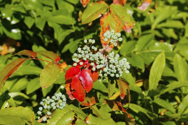Holly (Ilex), Hülsdorn, Hülshülsen, Hulst, winter berries, Christdorn evergreen shrub with berries, hardy, red and green foliage, garden, Germany