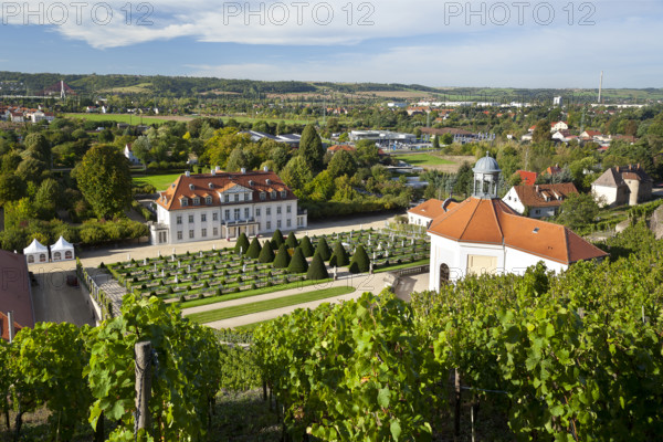 View of Wackerbarth Palace with the Belvedere as seen from the vineyards, Radebeul, Saxon Elbeland, Saxony, Germany, Europe