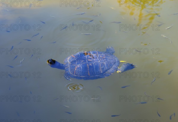 Turtle swimming in calm water with small fish, turtles, Caspian turtle (Mauremys caspica), turtle lake Mavrobara, Chalkidiki, Halkidiki, Central Macedonia, Greece