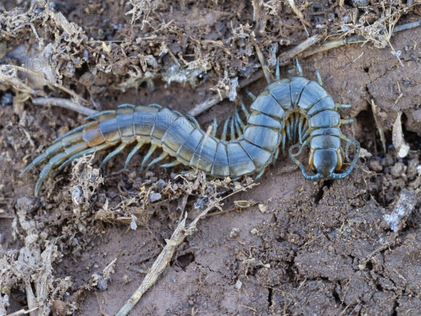 Scolopender, giant centipede, Scolopendromorpha, (Chilopoda), El Millaron, Salorino, Extremadura / Caceres, Spain