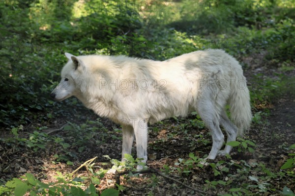 Arctic wolf (Canis lupus arctos), white wolf, Arctic wolf, adult, in summer, captive, Canada, North America