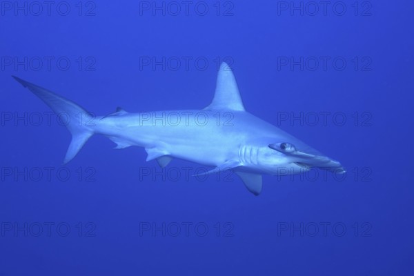 Scalloped hammerhead shark (Sphyrna lewini)