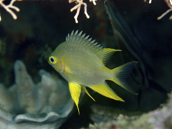 A Golden damselfish (Amblyglyphidodon aureus) swimming in front of corals in the sea, surrounded by underwater plants, dive site Prapat, Penyapangan, Bali, Indonesia