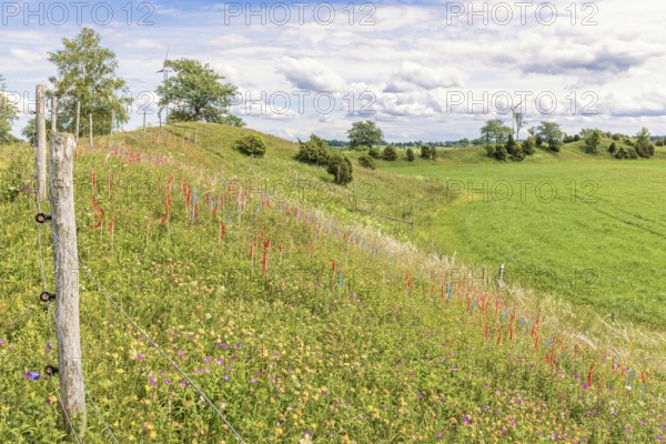 Esker with flowering wildflowers and marking flags for feather grass (Stipa pennata) in a nature reserv in a rural landscape, Nolgården Näs Nature reserv, Falköping, Sweden