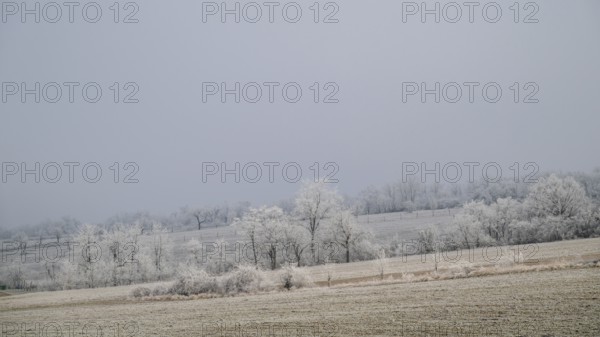 Winter landscape with hoarfrost, Weinviertel near Hadres, Lower Austria, Austria