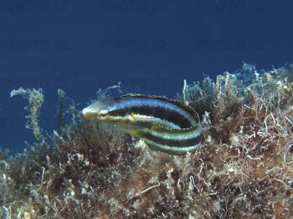 Dussumier's sabretooth blenny (Aspidontus dussumieri), female, dive site House Reef, Mangrove Bay, El Quesir, Red Sea, Egypt