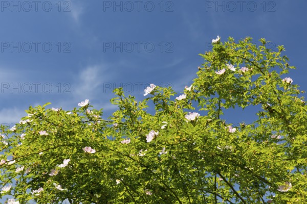 Wild dog rose (Rosa corymbifera) in bloom against a blue sky, Freital, Saxony, Germany