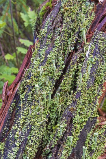 Trumpet cup lichen (Cladonia fimbriata) growing on a rotten tree stump in a forest
