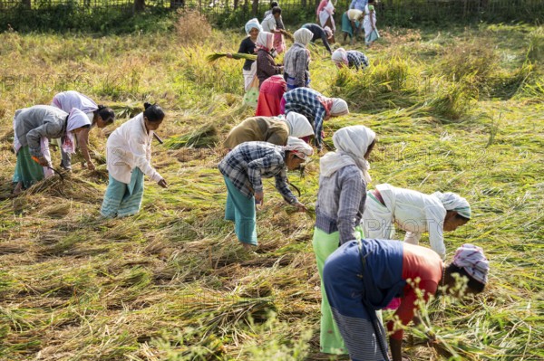 Group of women harvesting rice paddy, in a rice agricultural field, in Bokakhat, India, on 1 December 2024. Sali rice is the most important rice crop in Assam, grown during the monsoon season and harvested in winter. Sali rice forms the backbone of Assam's agricultural economy.