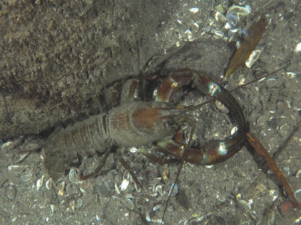 A signal crayfish (Pacifastacus leniusculus), American crayfish, invasive species, crawling on sandy soil with mussels between rocks, Terlinden dive site, Küsnacht, Lake Zurich, Canton Zurich, Switzerland