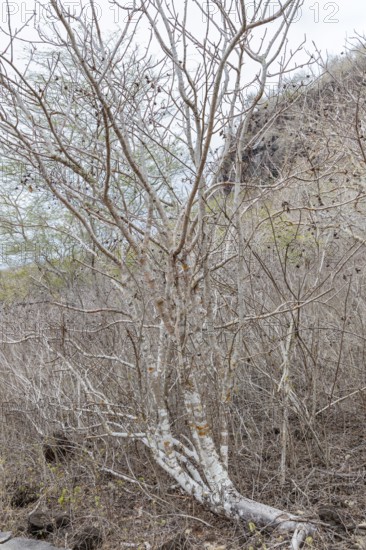 Ipomoea arborescens (Ipomoea), San Cristobal, Galapagos, Ecuador