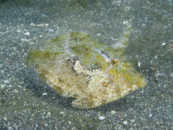 A small seagrass filefish (Acreichthys tomentosus) with a horn-like appendage on a sandy bottom, dive site Secret Bay, Gilimanuk, Bali, Indonesia