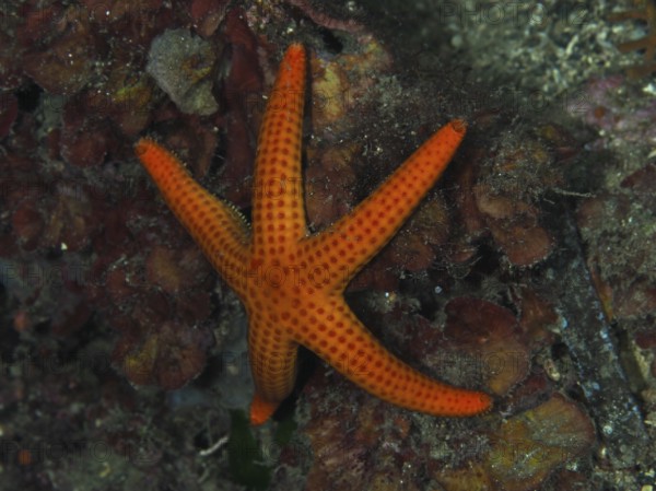 Orange-coloured starfish (Hacelia attenuata) on the seabed in a diverse underwater landscape, Les Grottes dive site, Giens peninsula, Provence Alpes Côte d'Azur, France