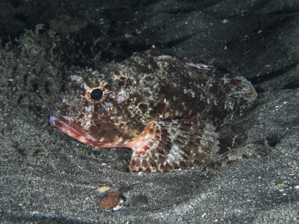 Camouflaged Black scorpionfish (Scorpaena porcus) on sandy seabed, Playa dive site, Los Cristianos, Tenerife, Canary Islands, Spain