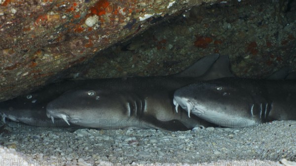 Three Brownbanded bamboo sharks (Chiloscyllium punctatum) lying under a rocky outcrop on a sandy seabed, dive site Gamat Bay, Nusa Ceningan, Nusa Penida, Bali, Indonesia