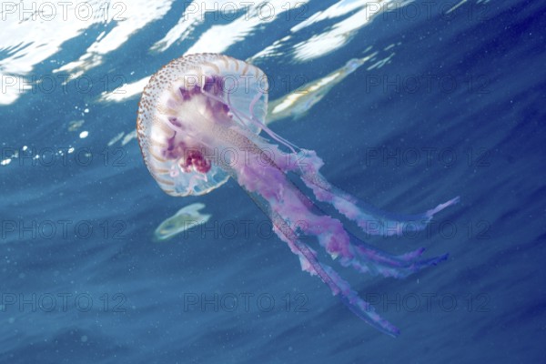 Mauve stinger (Pelagia noctiluca) with long tentacles drifting in the blue ocean water under sunlight. Dive site Marine reserve Cap de Creus, Rosas, Costa Brava, Spain, Mediterranean Sea