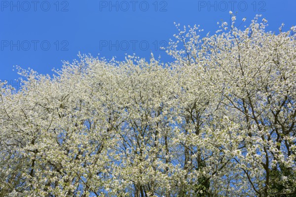 Dense blossom sky above the treetops under a clear blue sky, cherry tree, Seckmauern, Lützelbach, Odenwald, Hesse, Germany