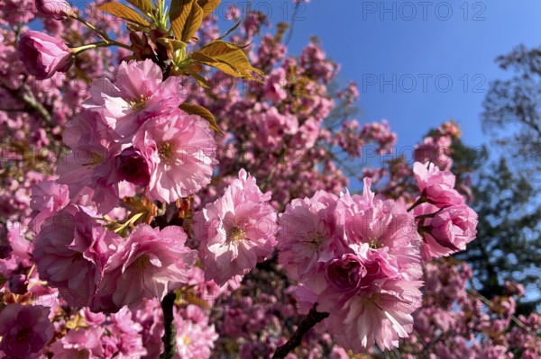 Magnificent tree blossom, ornamental cherry, April, Germany