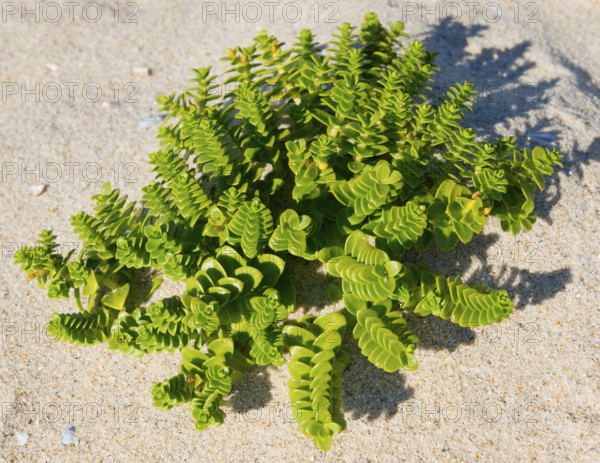 Green plants grow in the light-coloured sand, illuminated by sunlight, sea holly or beach portulaca (Honckenya peploides), Montedor, Viana do Castelo, Portugal