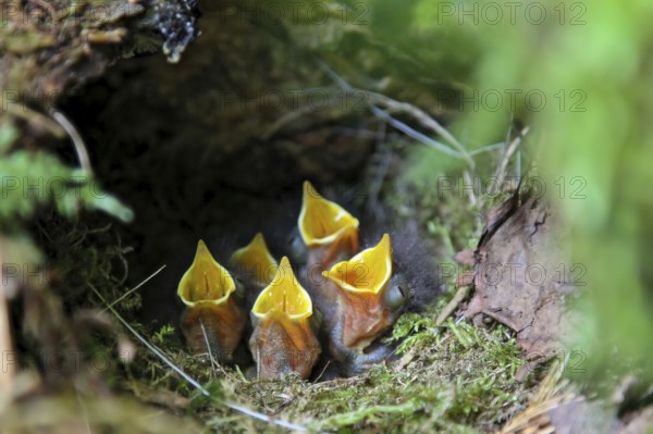 European Robin (Erithacus rubecula) begging chicks in nest, Hesse, Germany