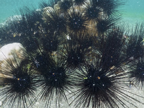 Arbacia lixula with long spines, Diadem sea urchin (Diadema setosum), in the sea, dive site Secret Bay, Gilimanuk, Bali, Indonesia