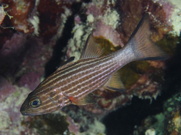 Largetoothed cardinalfish (Cheilodipterus macrodon), Dive Site House Reef, Mangrove Bay, El Quesir, Red Sea, Egypt