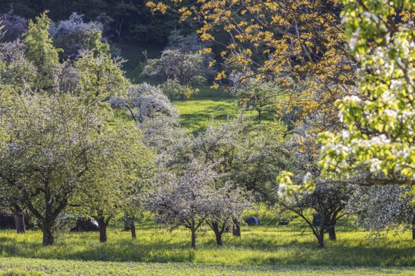Blossoming fruit trees on the Albtrauf of the Swabian Alb. Erkenbrechtsweiler, Baden-Württemberg, Germany