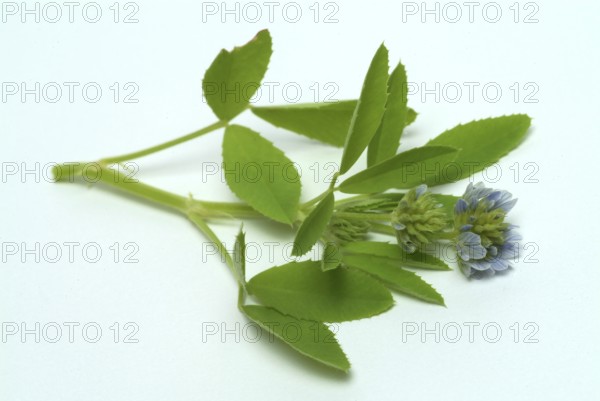 Flower of blue fenugreek, blue fenugreek, Trigonella caerulea, Meliotus coerulea, spice and medicinal plant