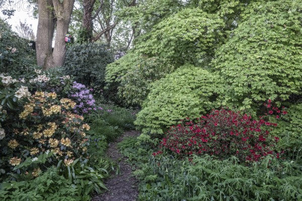 Garden with rhododendron (Rhododendron), Japanese maple (Acer japonicum Aconitifolium) and Solomon's seal (Polygonatum multiflorum), Emsland, Lower Saxony, Germany