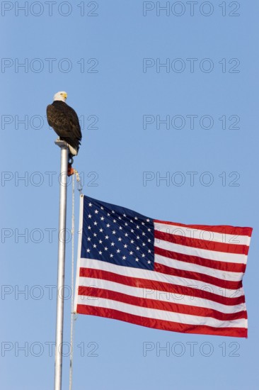 Bald Eagle Haliaeetus leucocephalus Homer, ALASKA, USA February Adult with American flag, National Bird of the United States of America. Accipitridae