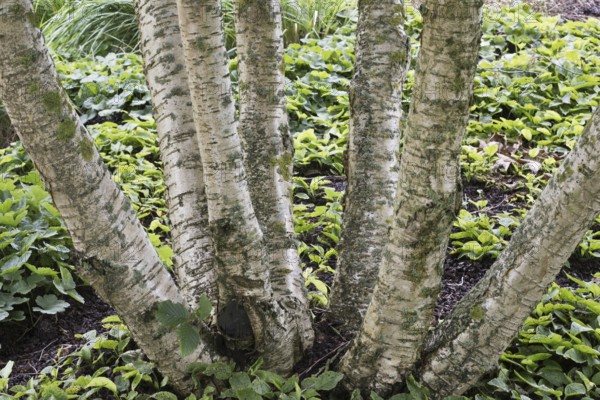 Transcaucasian birch (Betula medwediewii), trunk, Lower Saxony, Germany