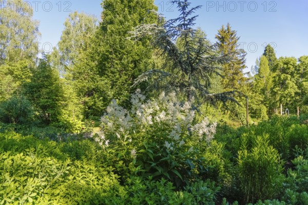Astilbe, shade shrub, white flowers, herbaceous plant, bedding, near-natural garden, trees, various shrubs, Germany