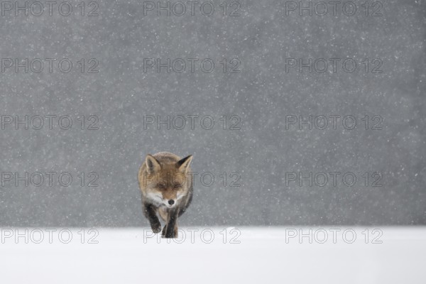Red fox in the snow, Steinborn, Rhineland-Palatinate, Germany