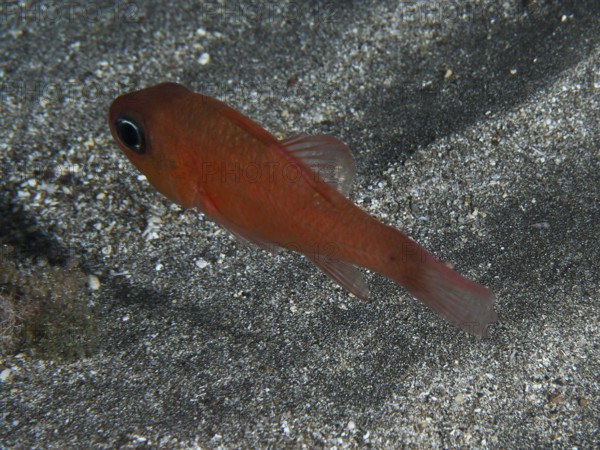 A red mullet king (Apogon imberbis) swimming close to the sandy bottom of the sea, dive site Playa, Los Cristianos, Tenerife, Canary Islands, Spain