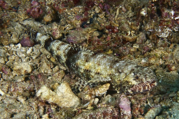 A well camouflaged fish, gracile lizardfish (Saurida gracilis), resting on a rocky, partly colourful seabed, dive site SD, Nusa Ceningan, Nusa Penida, Bali, Indonesia