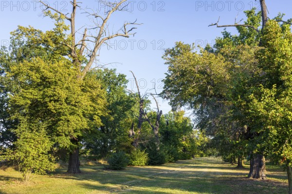 Old lime tree avenue (Tilia) in Eythra, natural monument on Lake Zwenkau, Leipziger Neuseenland, Saxony, Germany