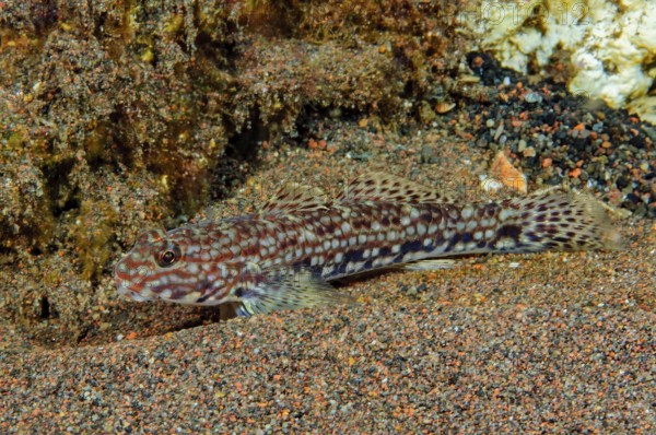 Decorative goby (Istigobius decoratus) sits well camouflaged on a sandy seabed of similar colour, Pacific, Bali, Indonesia