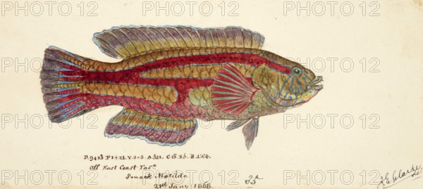 Patrician wrasse, the senator wrasse, the green parrotfish or the purplebanded wrasse, Pictilabrus laticlavius, the patrician wrasse, the senator wrasse, the green parrotfish or the purplebanded wrasse, Fish, Reproduction of an original, by Frank Edward Clarke (b. 1849, d. 1899), ichthyologist and scientific draughtsman
