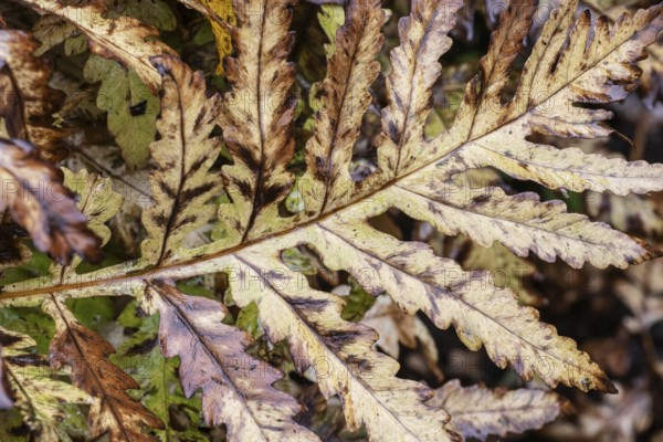 Bead fern (Onoclea sensibilis), autumn foliage, Emsland, Lower Saxony, Germany