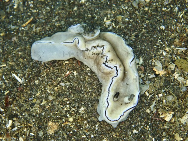 Grey nudibranch with dark lines, black-edged glossodoris (Doriprismatica atromarginata), on sandy bottom, dive site USAT Liberty, Tulamben, Bali, Indonesia