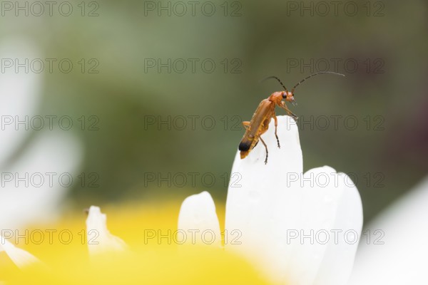 A Common red soldier beetle (Rhagonycha fulva) sitting on a white flower, daisy, with a blurred yellow background, Hesse, Germany