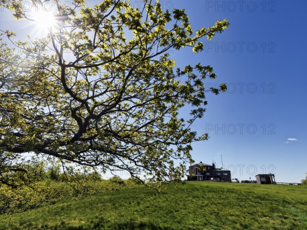 Sunbeams shining through branches of an oak tree (Quercus), Köterberghaus, mountain top, spring weather, Köterberg, Lügde, Weserbergland, North Rhine-Westphalia, Germany