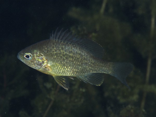 A shiny pumpkinseed sunfish (Lepomis gibbosus) swimming through aquatic plants at night, dive site Riff Williams, Herrliberg, Lake Zurich, Canton Zurich, Switzerland