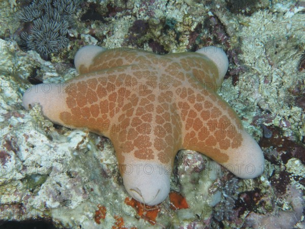 Starfish with orange-coloured patterns, granulated roller star (Choriaster granulatus), on coral surface, dive site Toyapakeh, Nusa Ceningan, Nusa Penida, Bali, Indonesia
