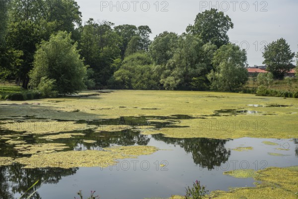 Blooming algae in a pond at Bollerup, Tomelilla Municipality, Scania, Sweden, Scandinavia