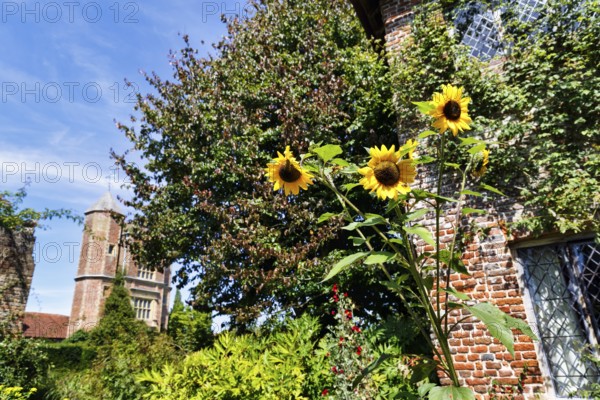 Three sunflowers in front of a brick building, Sissinghurst Castle and Garden, Cranbrook, Kent, England, Great Britain