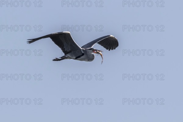 Grey Heron (Ardea cinerea) flying with fish prey in beak, Mecklenburg-Western Pomerania, Germany