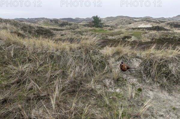Dune landscape, Amrum, Schleswig-Holstein, Germany