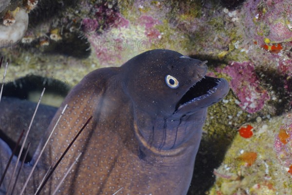 Black moray eel (Muraena augusti), Pasito Blanco reef dive site, Arguineguin, Gran Canaria, Spain, Atlantic Ocean