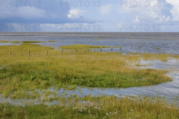 Salt marshes in the Wadden Sea National Park, Dark clouds over the sea, Norddeich, Norden, North Sea, East Frisia, Lower Saxony, Germany